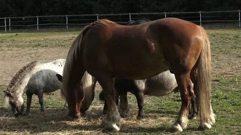 Group of horses eating hay. Horses eating hay on the farm. Stock Footage