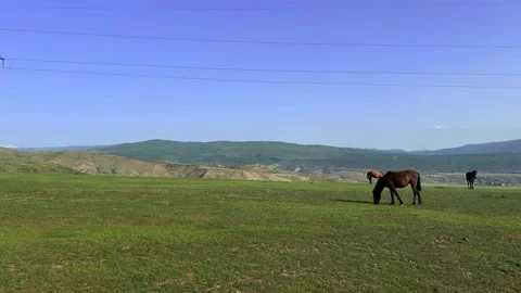 Group of horses eats on green grass. Herd on hilly field Stock Footage 319964445