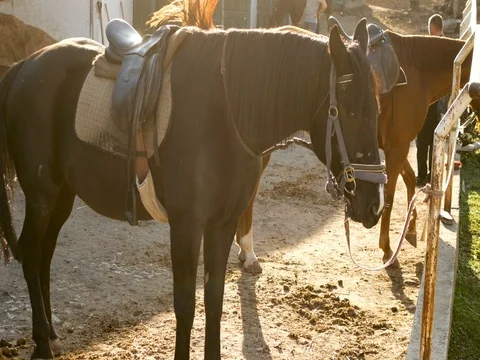 Group of horses Stock Footage 81557673
