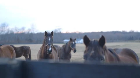 A group of horses Stock Footage 100478470