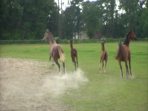 Group of Horses Galloping in a Field Stock Footage 24464887