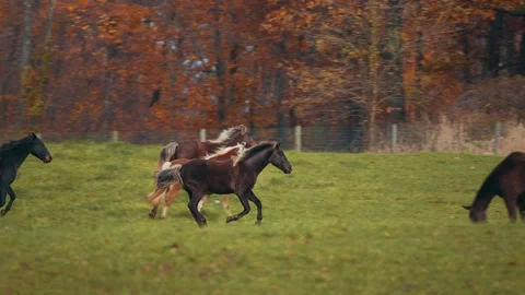 Group of Horses Galloping in Field Stock Footage 151775999