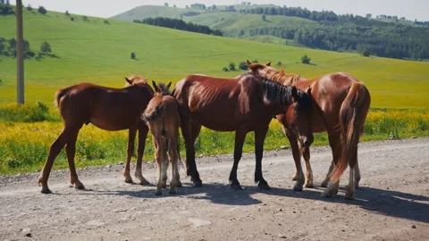 Group of horses gathered on dirt path Stock Footage 334124016