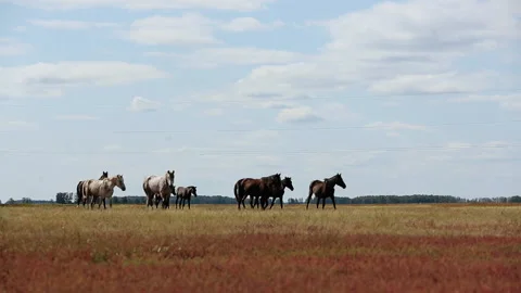 Group Of Horses Graze in Meadow in Low Dry Grass. Pasture in Village. Open Space Video stock 164634553