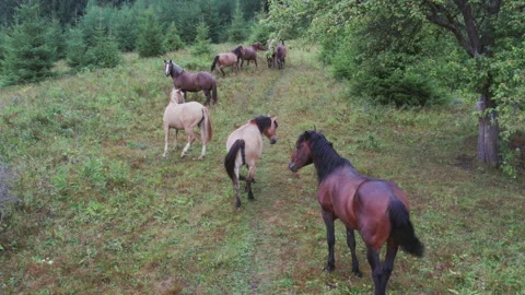 Group of horses grazes and rests on grassy hillside by evergreen trees Stock Footage 346725368
