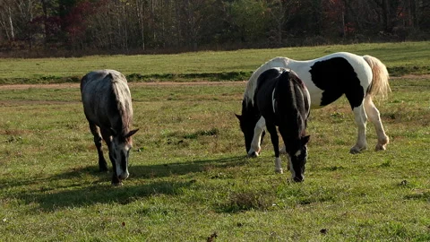 A group of horses grazing Stock Footage 290395826