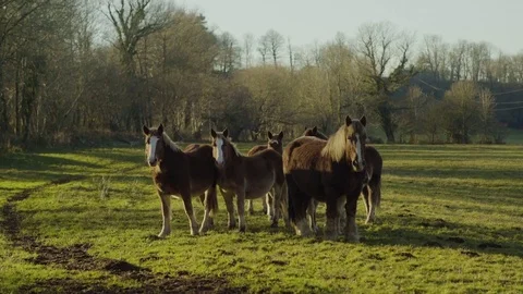 Group of horses looking to the camera 4k Stock Footage 71333088