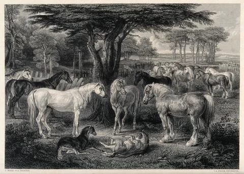 A group of horses in a paddock in a forest with foals playing in the foregr.. Stock Illustration
