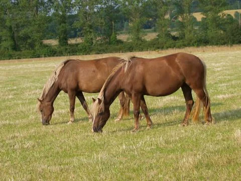 Group of Horses Stock Photos