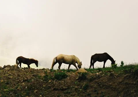 Group of horses Fotos de archivo