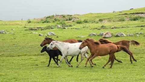A group of horses running through a spring meadow Foto stock