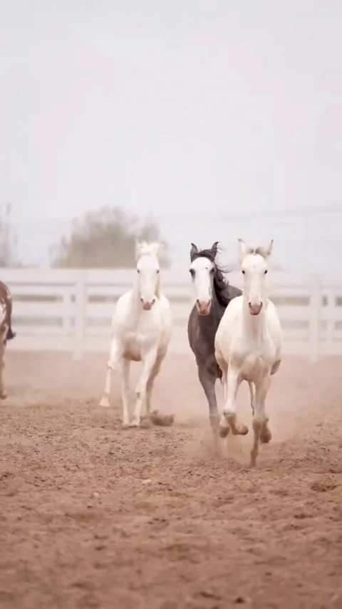 Group of Horses Sprinting Towards Camera in Slow Motion Style Vídeos de archivo 332870546