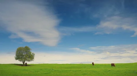 Group of horses in the summer pasture Stock Footage 64389369