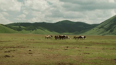 A group of horses surrounded by nature.  Stock Footage 135052214