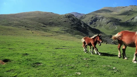 Group of horses walking free at high mountain Stock Footage 232923429