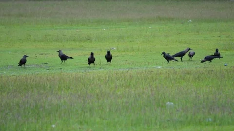 A Group of House Crows on Field Stock Footage 311729508