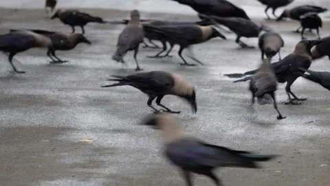Group of House Crows Stock Footage 319930112