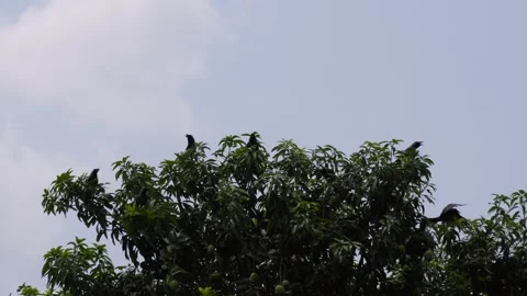 A group of house crows perching on Mango Tree Stock Footage 311724903