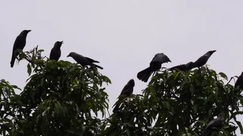 A Group of House Crows on a tree Stock Footage 311729139