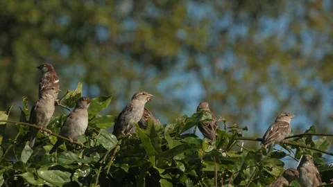 Group of house sparrows on top of a hedge in late summer Stock Footage 76584121