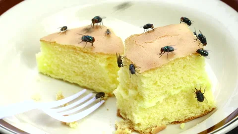 Group of housefly 스톡 동영상 290175248