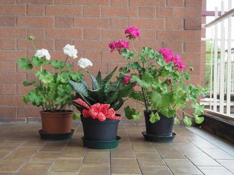 Group of houseplants Foto stock