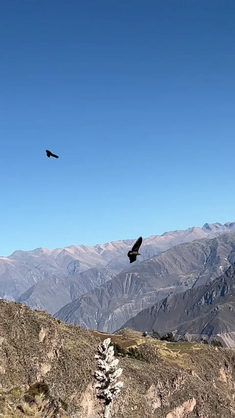 Group of huge condors flying in the Colca canyon, Peru Stock Footage 229421689