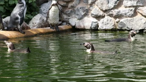 A group of Humboldt penguins Video stock 157230538