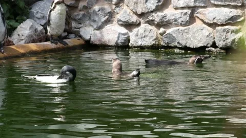 A group of Humboldt penguins Video stock 157230626
