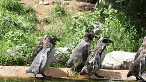 A group of Humboldt penguins Video stock 157231153