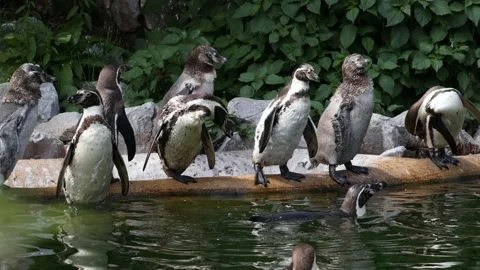 A group of Humboldt penguins Stock Footage 157231482