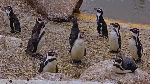 A group of Humboldt penguins  Stock Footage 263681883