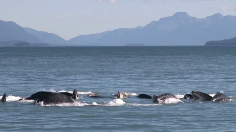 A group of humpback whales feed together in Alaska using an unusual technique Stock Footage