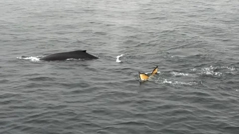 Group of Humpback Whales Surface, Blow and Dive Showing Flukes in Antarctica Stock Footage 339223460