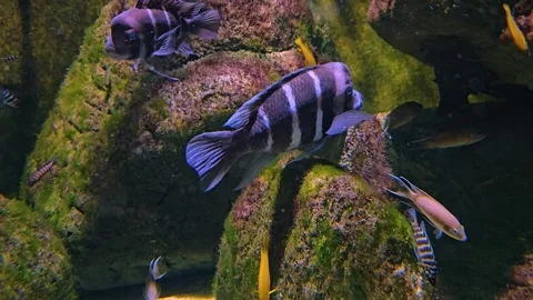 A group of humphead fish  Stock-Footage 253058559