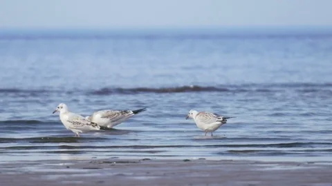 Group of hungry gulls hunt molluscs on sea shore Stock Footage 80723222