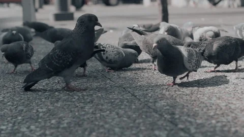 A Group of Hungry Pigeons are Having Its Meal on the Pavement Stock Footage 94828854