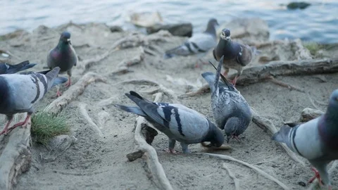A group of hungry pigeons getting fed by people at riverside in center of Prague Stock-Footage 94148025