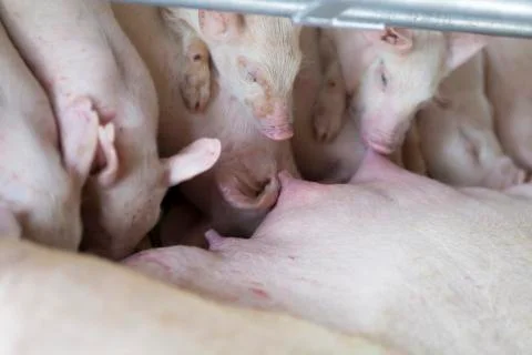 A Group of Hungry Piglets Stock Photos