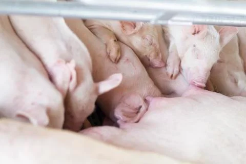 A Group of Hungry Piglets Stock Photos
