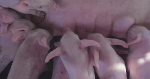 Group of hungry piglets suckling milk pig in sow farm Stock Footage 134059338