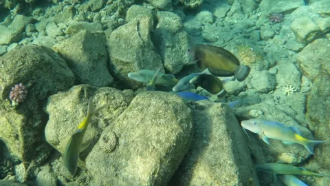 Group Hunt Moray Eel Goatfish and Rockmove Wrasse Hunting for Food Stock Footage 305809484