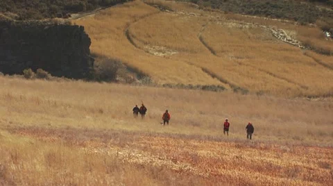 Group of hunters waking in ranch for pheasant hunting Stock Footage 54593945