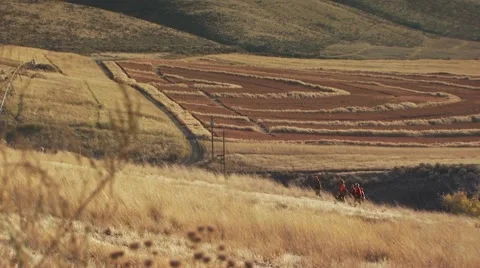 Group of hunters waking in ranch for pheasant hunting Stock Footage 54593949