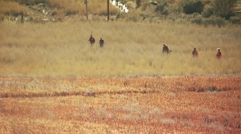 Group of hunters walking in ranch for pheasant hunting Stock Footage 54593937