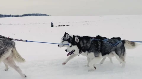 A group of huskies are pulling a sled through the snow Vídeo Stock 270058538