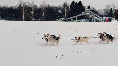 A group of huskies are pulling a sled in the snow 스톡 동영상 271283644