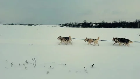 A group of huskies are pulling a sled through the snow 스톡 동영상 273445070