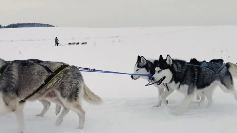A group of huskies are pulling a sled through the snow Vidéo 274835554