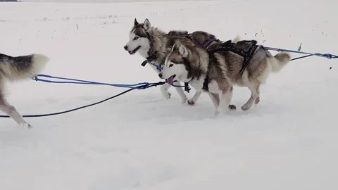 A group of huskies are pulling a sled through the snow Vidéo 274835757
